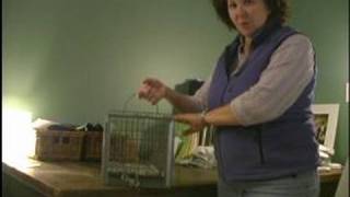 Understanding Feral Cats  Set a Feral Cat Trap [upl. by Philana]