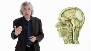 Steven Pinker Linguistics as a Window to Understanding the Brain  Big Think [upl. by Whitebook]