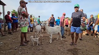 CABRAS A PARTIR DE R200 NA FEIRA DA VILA JERIMUM TNPE 28042024 [upl. by Starr]