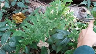 Bracken Fern Pteridium aquilinum [upl. by Eerazed628]