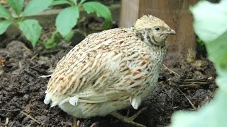 Making a safe nesting amp brooding area for organic coturnix quail Hábitat de anidación codornices [upl. by Kola]