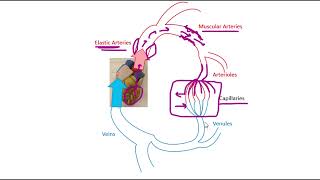 Systemic Circulation and Systemic Blood Vessels [upl. by Mahgem]