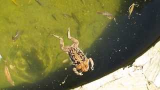 SapoBoi caiu na piscina Nilton Landim na Gruta da Lapinha MG  Brasil [upl. by Solitta331]