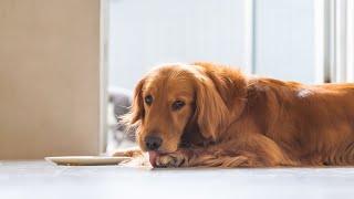 Feeding Your Golden Retriever Answering Top Nutrition Questions [upl. by Kihtrak511]