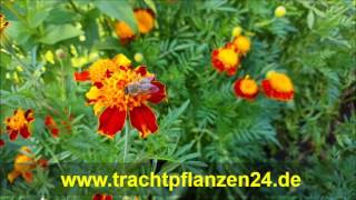 Tagetes Orange Flamme [upl. by Ayanaj]