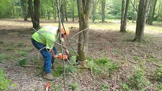 cutting dangerous trees EPIC FAIL [upl. by Robby]