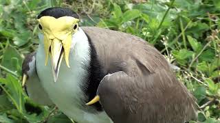 Threat display of vanellus miles Masked lapwing andor spur winged plover Volume alert VERY NOISEY [upl. by Enotna]