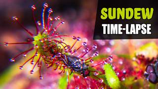 SUNDEW Carnivorous Plant Growing Time Lapse 180 Days [upl. by Ahsak406]