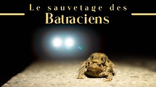 Opération sauvetage  À la rescousse des batraciens [upl. by Ailecnarf800]