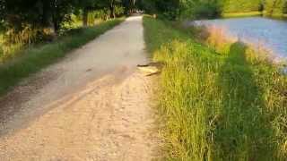 Alligator crossing road at Brazos Bend State Park [upl. by Cheshire]