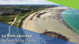 La flore sauvage du littoral à Cléder [upl. by Saffian]