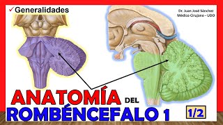 🥇 Anatomía del ROMBENCÉFALO 12 Cerebro Posterior ¡Explicación Sencilla [upl. by Nanyt]