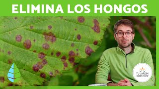 Cómo hacer un FUNGICIDA CASERO para PLANTAS 🌿✅  Elimina y Controla Los Hongos de tus Plantas [upl. by Anear]