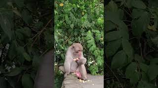 monkey action movie shorts ytshorts comedy trendingshorts facts subscribers [upl. by Einiar]