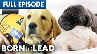 From Puppies To Guide Dogs  Born To Lead Episode 1  Bondi Vet [upl. by Thalassa760]