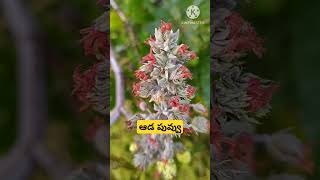 ఆముదం లో మీకు తెలియని విషయం castor plants nature agriculture [upl. by Acilejna]