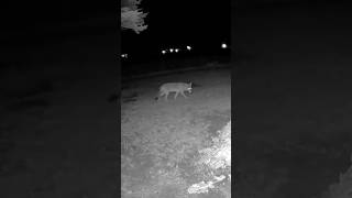 Coyotes Exploring the Tree Line in the backyard coyote wildlife nature backyardwildlife iowa [upl. by Bud]