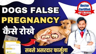 False Pregnancy  Pseudopregnancy in Dogs  Signs  Symptoms  Treatment  How to Stop 🛑 Milk Hindi [upl. by Jaquiss86]