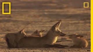 BatEared Foxes  National Geographic [upl. by Abigale493]