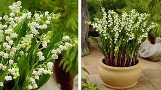 How to Plant Lily of the Valley Spring Garden Guide [upl. by Erdnua]