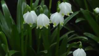 Leucojum vernum  Spring Snowflake [upl. by Nylasej]