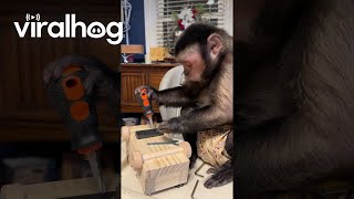 Capuchin Monkey Is Hard at Work  ViralHog [upl. by Uhej581]