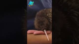 The Kiwi – A Wingless Wonder widlife viralshort animals [upl. by Harriman]