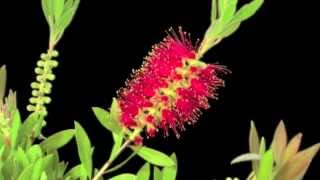 Callistemon [upl. by Betta]