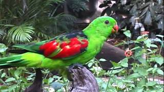 Red Winged Parrot [upl. by Brause]