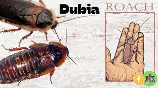 Dubia Roach Update [upl. by Sternlight]