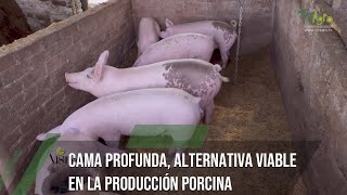 Cama profunda alternativa viable en la producción porcina  TvAgro por Juan Gonzalo Angel Restrepo [upl. by Persis]