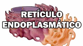 Introducción al retículo endoplasmático y el aparato de Golgi🧫🧫🧫🔬🔬🔬 [upl. by Corvin]