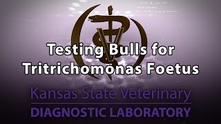 Testing Bulls for Tritrichomonas Foetus [upl. by Omora589]