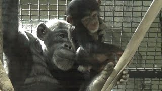 Yokohama chimpanzee family 81 チンパンジー一家の日常【Cute animal videos】【ズーラシア】 [upl. by Audris]