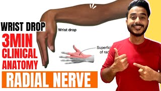 wrist drop anatomy radial nerve clinical anatomy  clinical anatomy of radial nerve wrist drop [upl. by Pampuch]