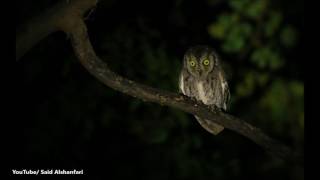 بومة الاشجار العربية Arabian Scops Owl [upl. by Sallyanne]