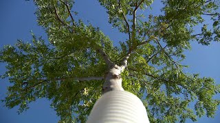 Brooklyn Park Tree Sale Aims To Combat Emerald Ash Borer [upl. by Collins]