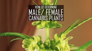 Seeds Soil amp Sun How to Grow Cannabis 3 How To Determine Male Female Plants [upl. by Wurst]