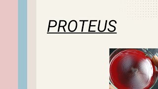 Proteus Medical Microbiology  Bacteriology [upl. by Condon]