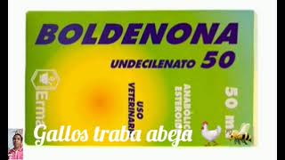 la boldenona en los 🐓  funciona  dale un poder extra [upl. by Ahsoem]