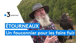 Un fauconnier pour faire fuir les étourneaux installés à FèreChampenoise dans la Marne [upl. by Yezdnil]