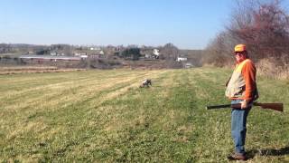 Fairholm Farms Pheasant Hunt [upl. by Joab684]