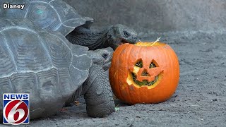 Disney’s Galapagos tortoise ‘monsters’ celebrate National Pumpkin Day [upl. by Nnylasor]