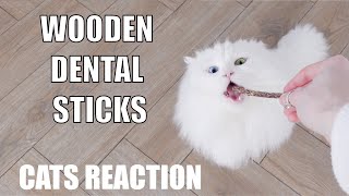 Dental stick got stuck on Jerries tooth  Cats reaction to wooden dental sticks [upl. by Dlarej]