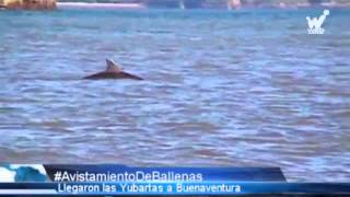 Comenzó el avistamiento de Ballenas en el Pacífico colombiano [upl. by Ahsauqram593]