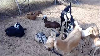 Amar Bakra Ki Awaaz At Goat Farming  Bakri Ka Awaaz Video [upl. by Ahsiet]