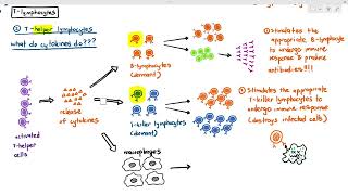 118 THelper Lymphocytes Cambridge AS A Level Biology 9700 [upl. by Zobe]