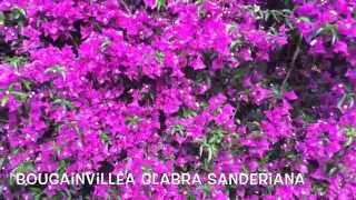 Bougainvillea glabra sanderiana Garden Center online Costa Brava  Girona [upl. by Rengia]