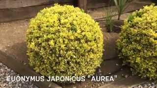 Euonymus japonicus quotAureaquot Garden Center online Costa Brava  Girona [upl. by Aitercul]