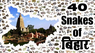 40 species of snakes found in Bihar बिहार में पाए जाने वाले 40 प्रजाति के साप [upl. by Cyrill]